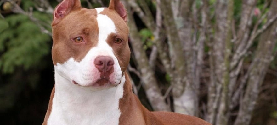 Amerikan Pitbull Terrier Köpek Cinsi Hakkında
