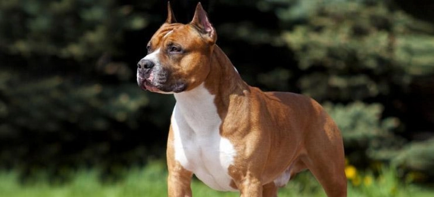 Amerikan Staffordshire Terrier Köpek Cinsi Hakkında